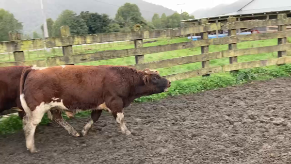 Lote 20 Ternero en Cisnes, XI Región Aysén