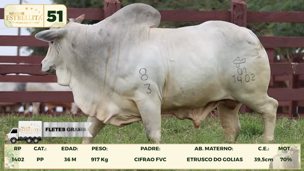 Lote LOTE 51