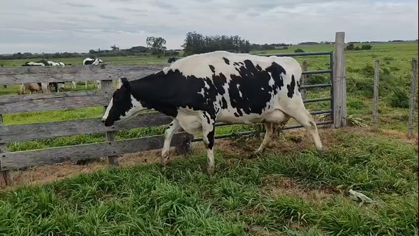 Lote Vaquillonas  550kg - , San José