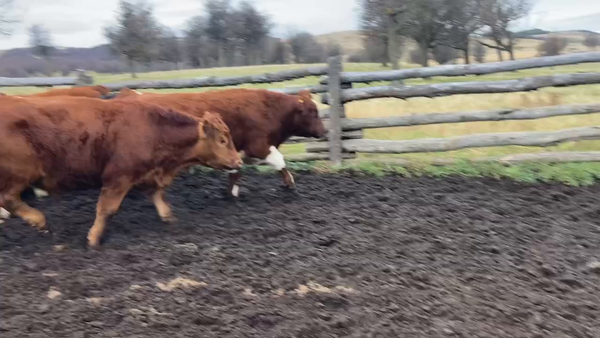 Lote 40 Novillo Engorda en Coyhaique, XI Región Aysén