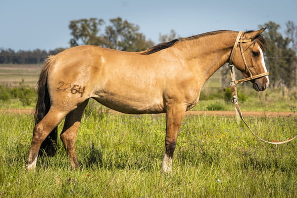 Lote DEL SILENCIO PICADA