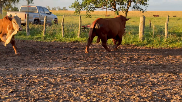 Lote 3 Faena en Corrientes, Paso de Los Libres