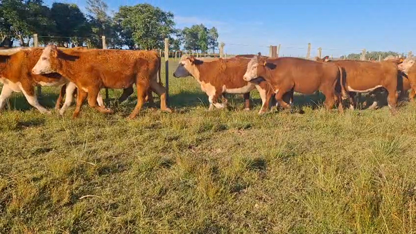 Lote NOVILLOS 1 A 2 AÑOS