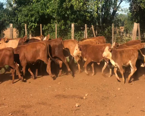 Lote 87 Terneros/as en Ituzaingó, Corrientes