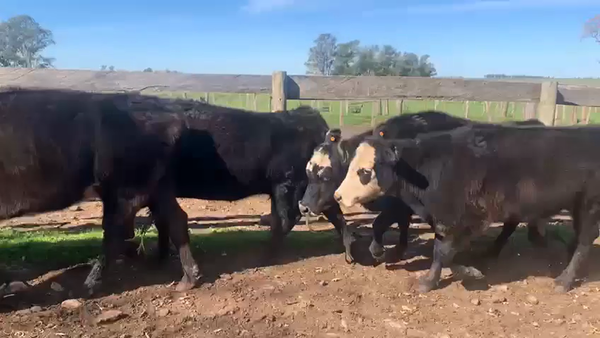 Lote VACAS PREÑADAS