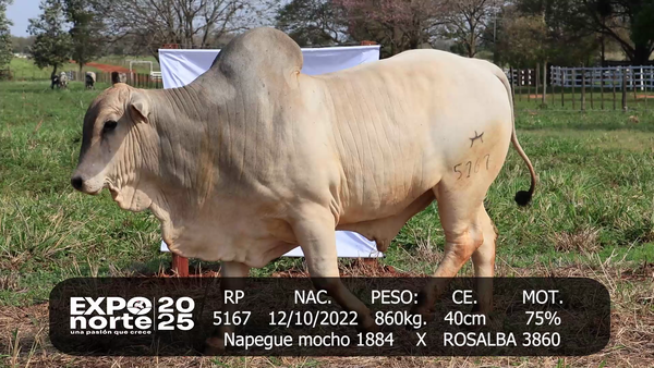 Lote PUERTO ALEGRE