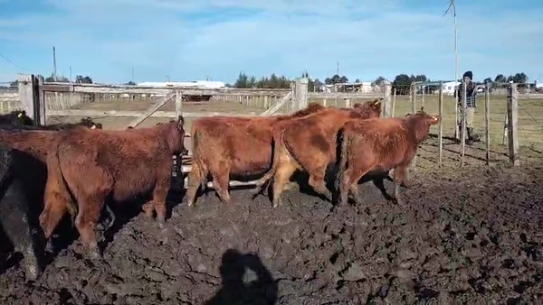 Lote 10 Terneros AA en Rafael Peraza