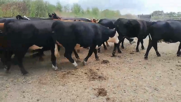 Lote 37 Vacas de invernar en Federal, Entre Ríos