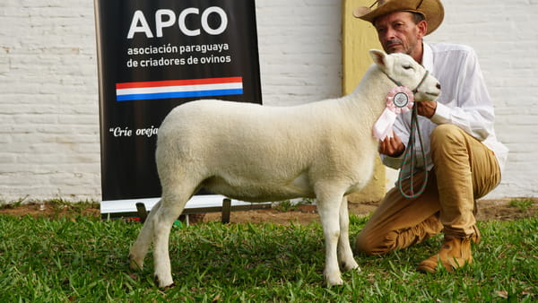 Lote Texel Expo Internacional 2022 - Lote 40