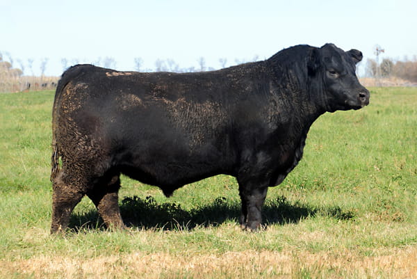 Lote Toros PP Destacados