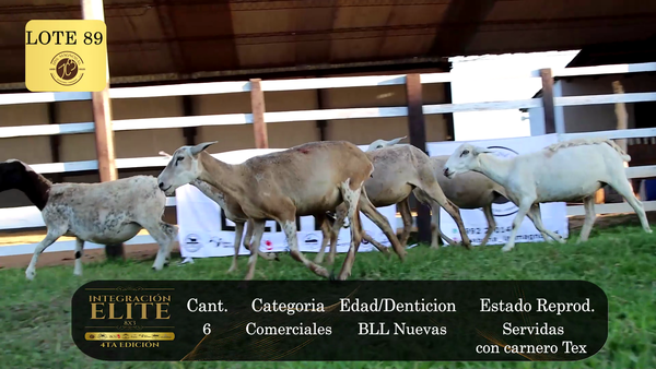 Lote LOTE 89