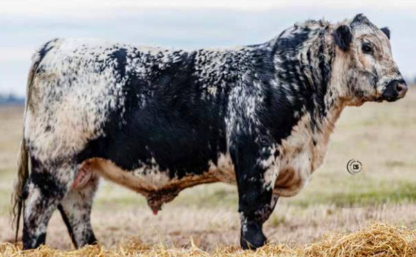 Lote Toro