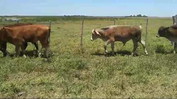 Lote 23 Terneros