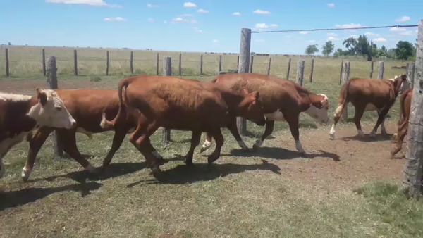 Lote 150 Novillitos