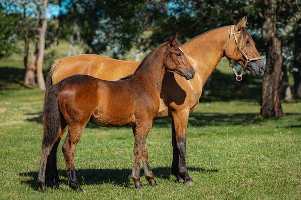 Lote Tobogan Escarlata