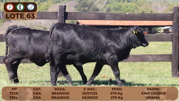 Lote LOTE 63