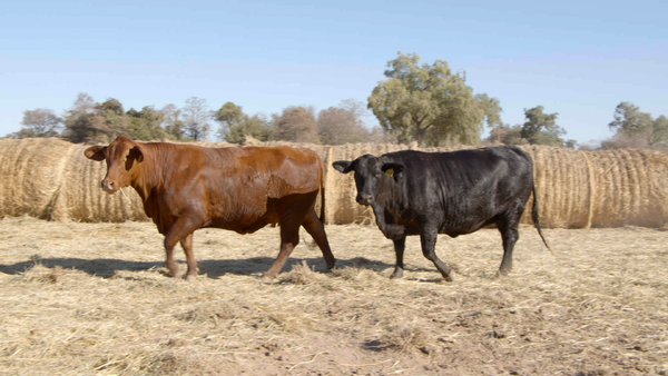 Lote HEMBRAS Remate Nucleo Genbra