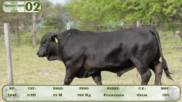 Lote LOTE 2