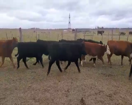 Lote 15 Terneras en Brandsen, Buenos Aires