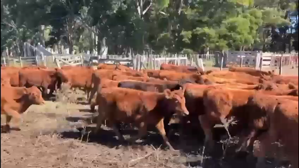 Lote 120 Terneros en Castelli, Buenos Aires