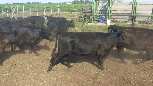 Lote 65 Terneras en Chillar, Buenos Aires