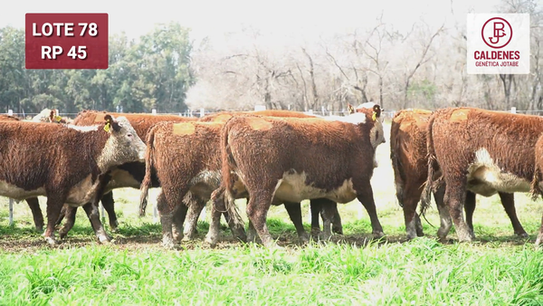 Lote VAQUILLONAS PR Y RG PREÑADAS PARICIÓN OTOÑO (INSEMINACION ARTIFICIAL)