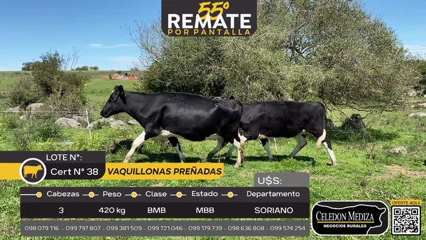 Lote 3 Vaquillonas Preñadas en Piedra Chata, a 20 km de Cardona Soriano