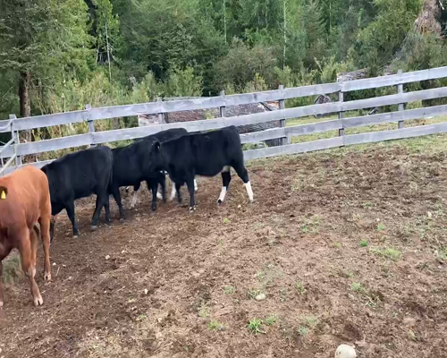 Lote 8 Ternera en Cisnes, XI Región Aysén