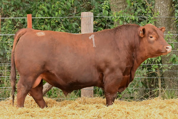 Lote TOROS ANGUS PC