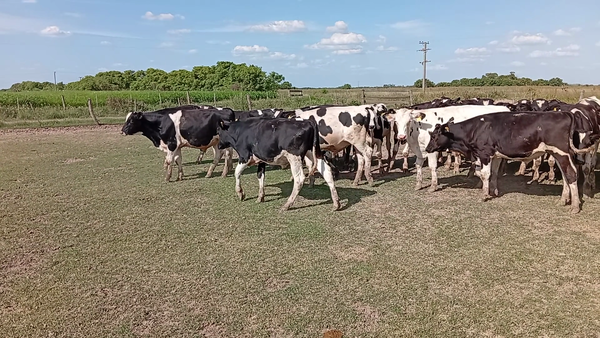Lote 45 Terneros Holando
