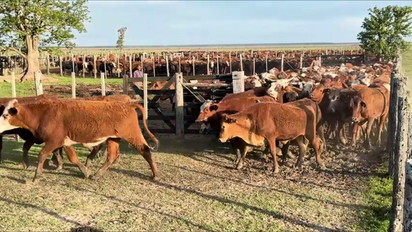 Lote 218 Novillitos