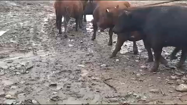 Lote 45 Novillo Gordo en San Clemente, VII  Región Maule