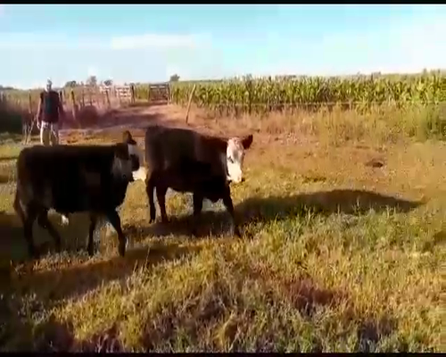 Lote 37 Terneros/as en Salazar, Buenos Aires