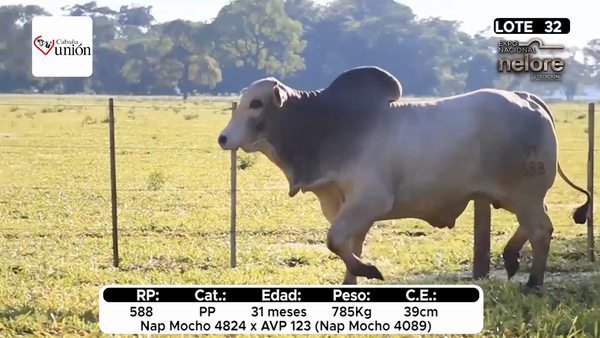 Lote Nacional Nelore Campo - Lote 32