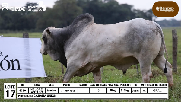 Lote Lote 17