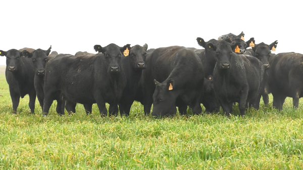 Lote VACAS ANGUS NEGRAS MAS C/GTÍA DE PREÑEZ