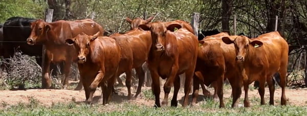Lote VAQUILLAS CBO 0 REGISTRADAS - PREÑADAS