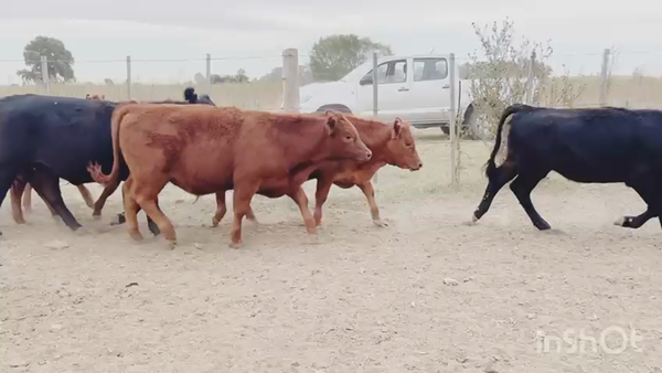 Lote 38 Terneros/as