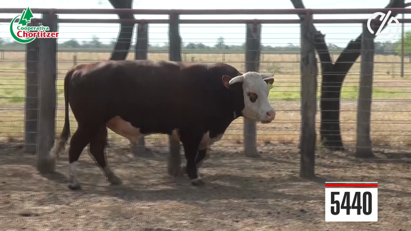 Lote Hereford