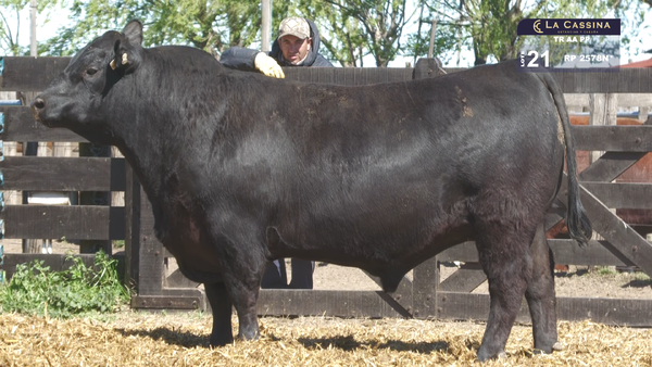 2578N* — TOROS ABERDEEN ANGUS PP
