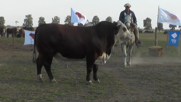 Lote TORO BRAFORD