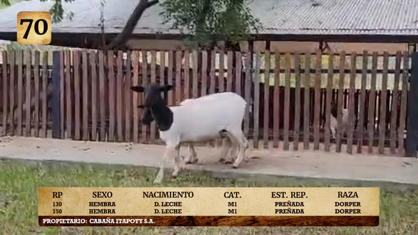 Lote LOTE 70