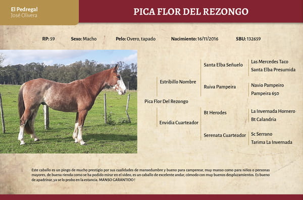 Lote Pica Flor Del Rezongo (RP 59) - Cabaña El Pedregal