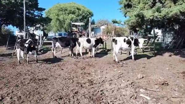 Lote 4 Vaquillonas , San José