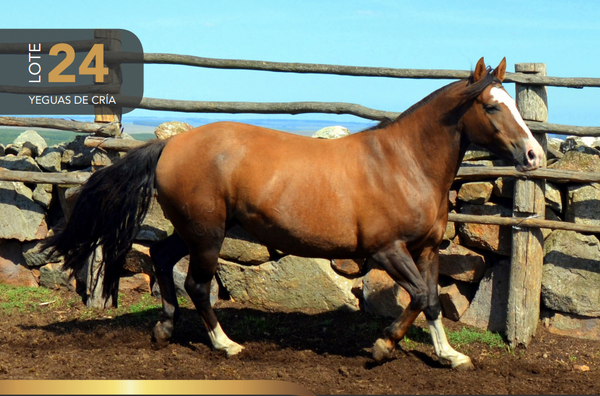 Lote Aquerenciada Canaria