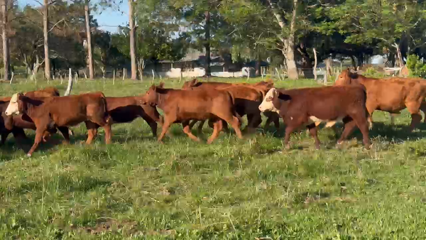Lote 140 Terneros/as en Corrientes, Paso de Los Libres