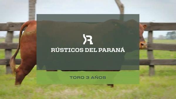 Lote Toro