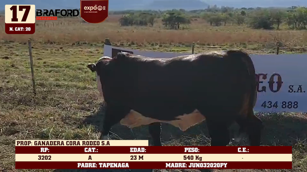 Lote LOTE 17