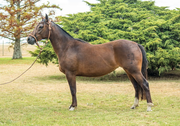 Lote INDIA TROPILLERA