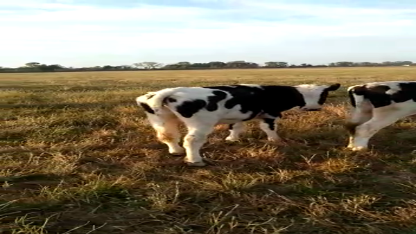 Lote 10 Terneros Holando Argentino en Humberto 1º, Santa Fe